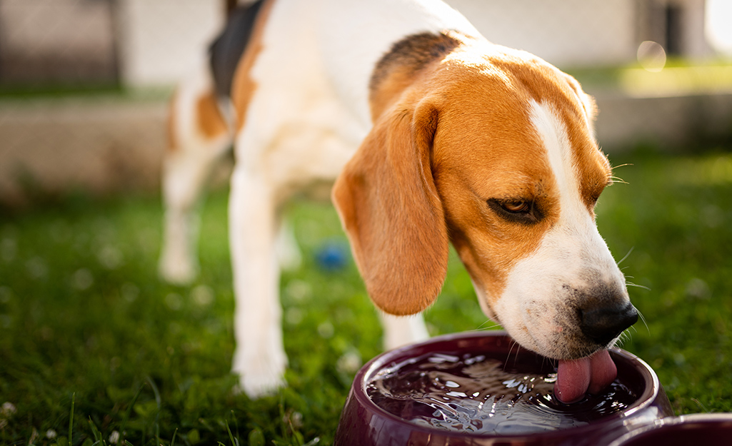 A dog drinking from a bowl.