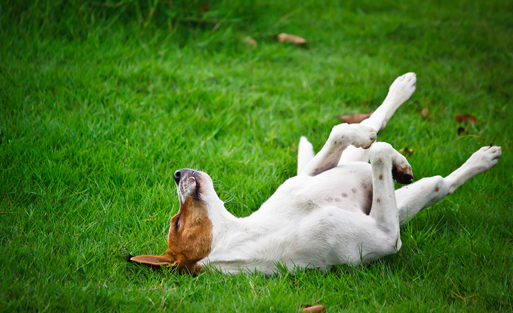 A dog rolling on grass.