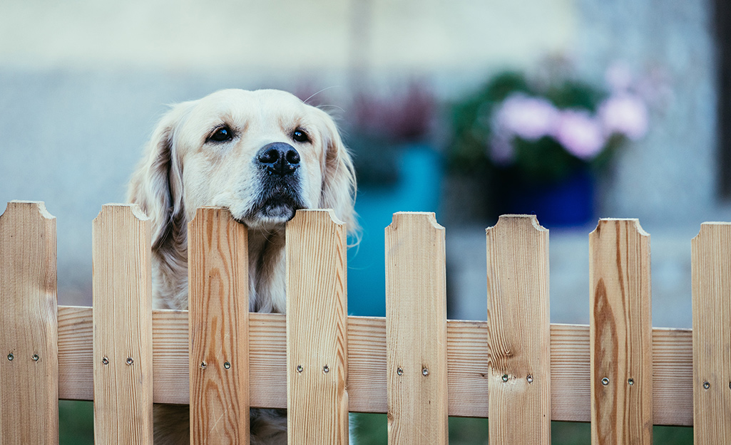 A dog peeking over a fence.