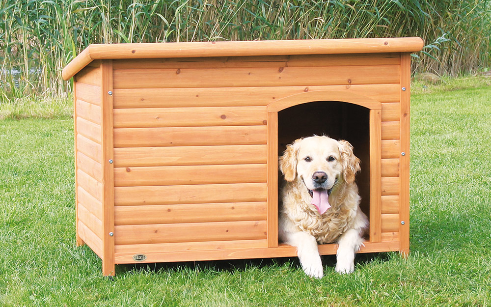 dog in dog house