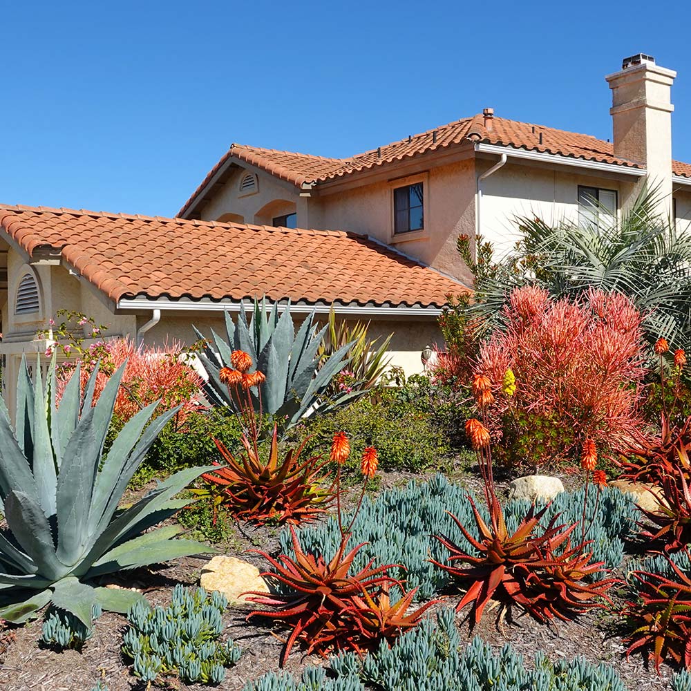 Drought Tolerant Landscaping The Home Depot