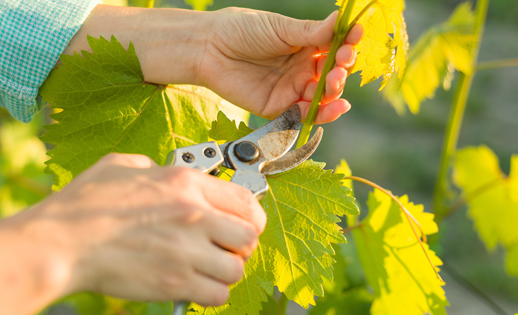 Gardener prunes vines