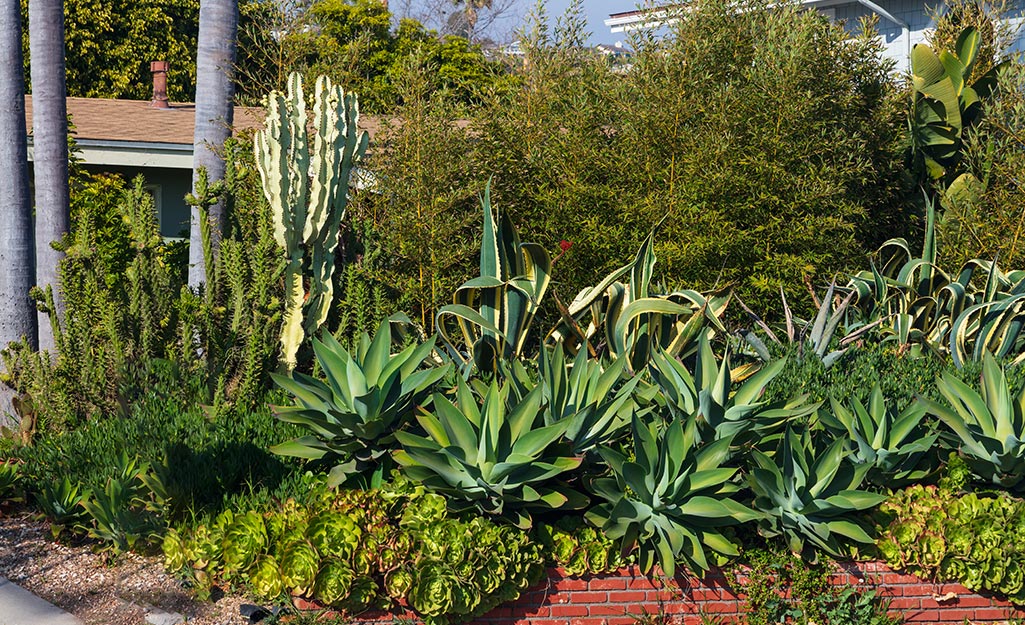 Drought Tolerant Landscaping The Home Depot