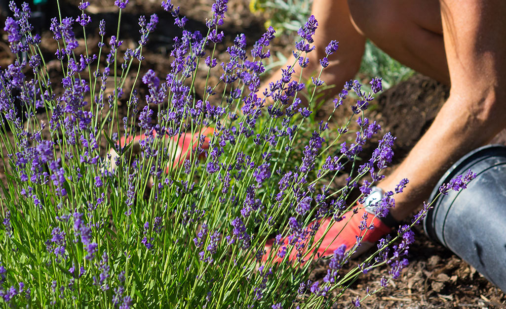 A person plants a drought-tolerant plant with small purple flowers.