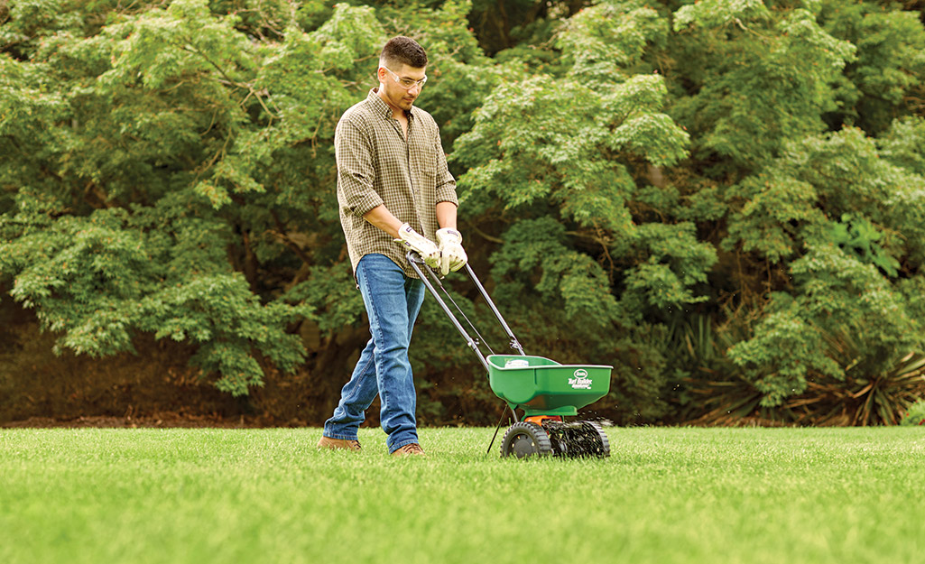 Gardener fertilizes lawn