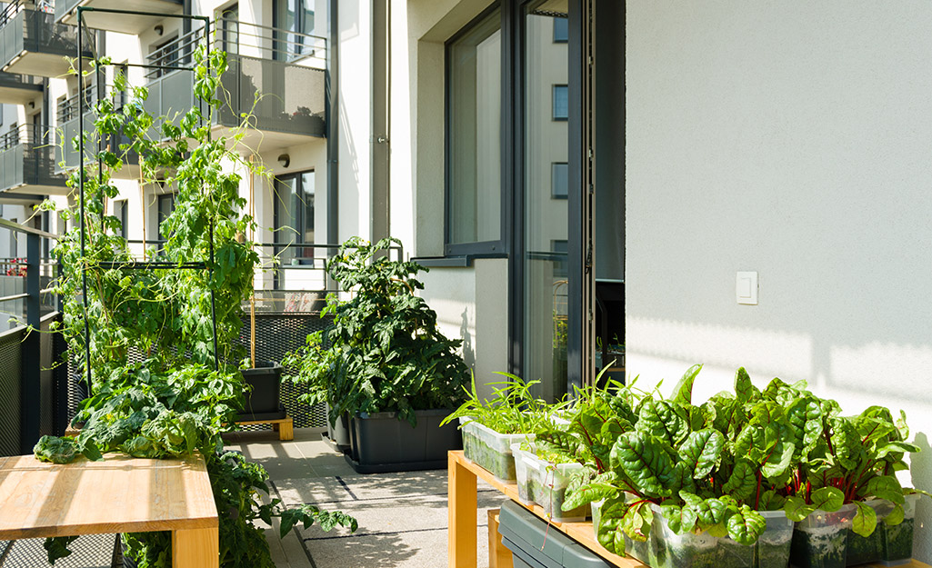 A balcony garden with vegetables in containers