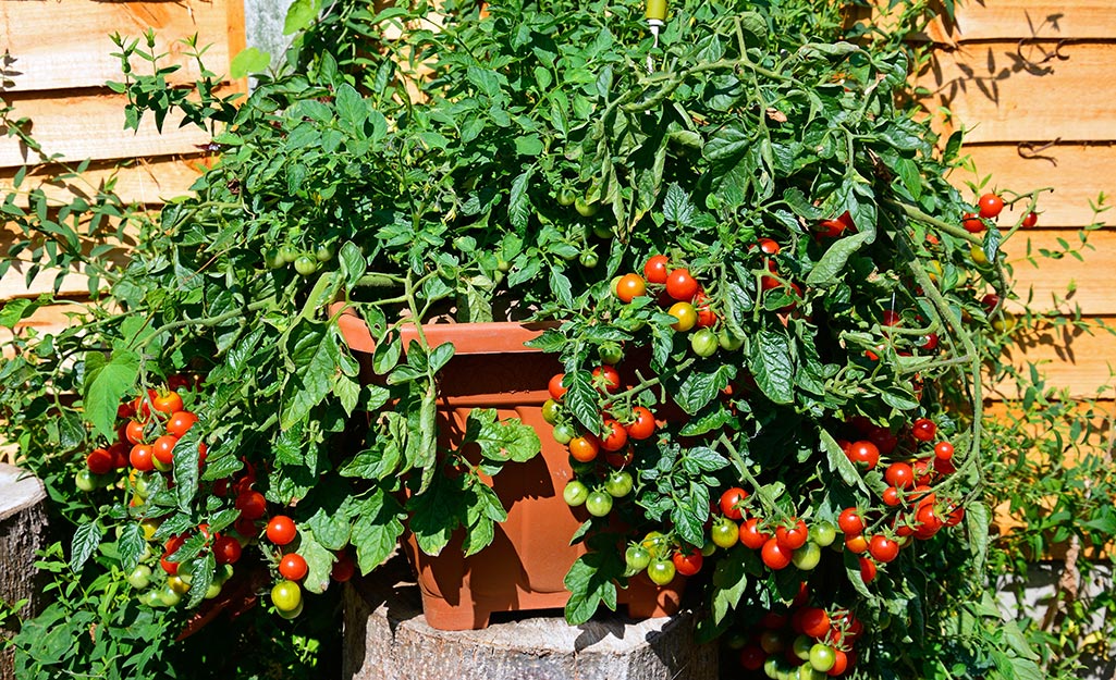 Cherry tomatoes in a planter
