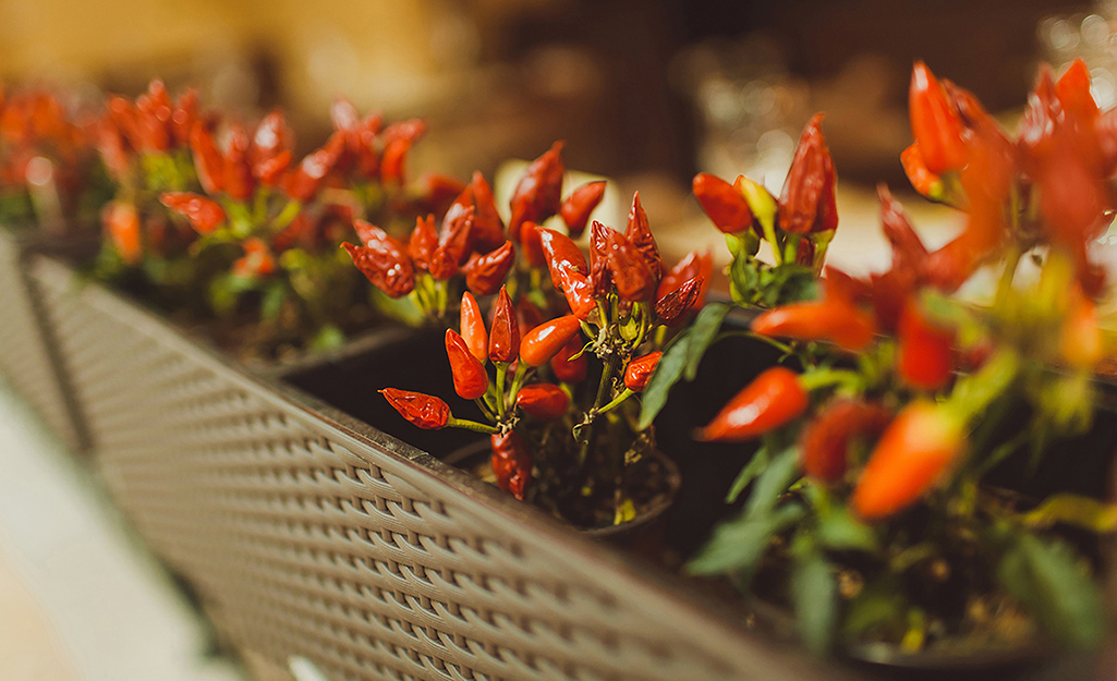 Chile peppers in a window box planter