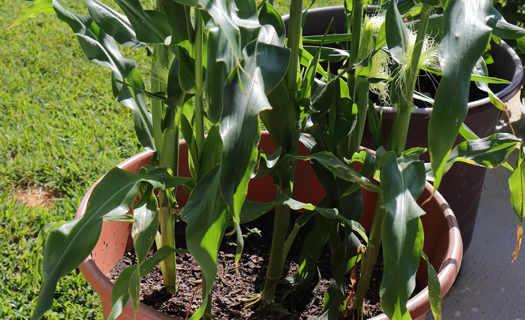 Corn growing in a container