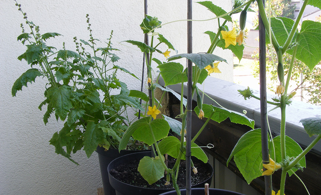 Cucumbers growing in a planter