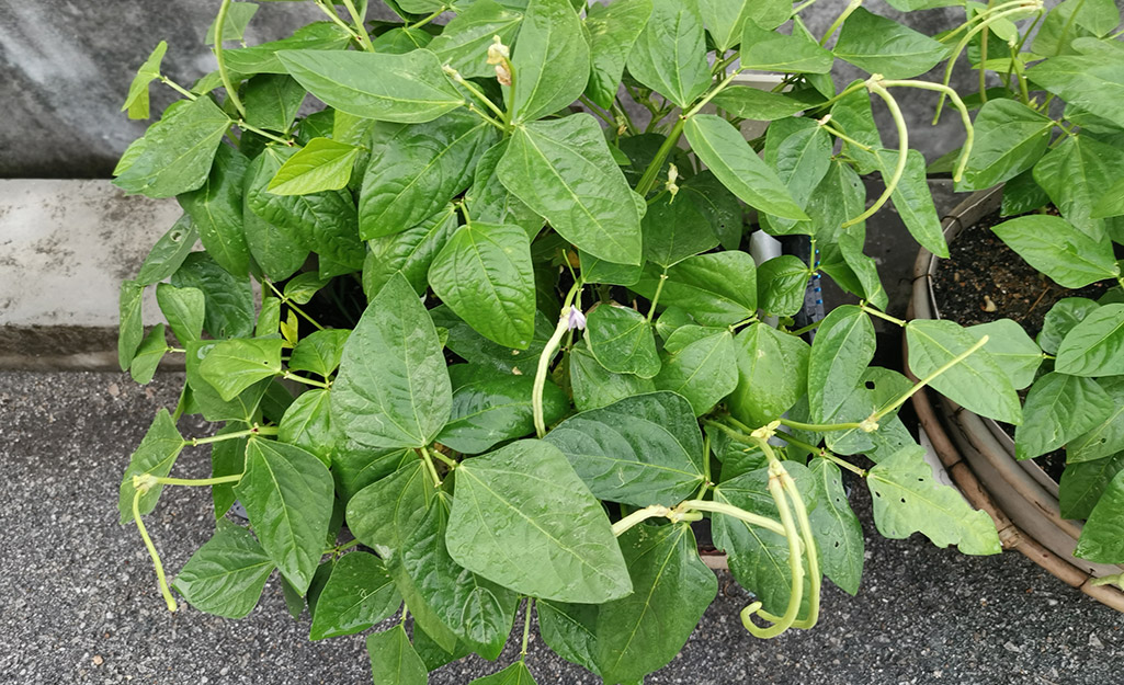 Green beans growing in a planter
