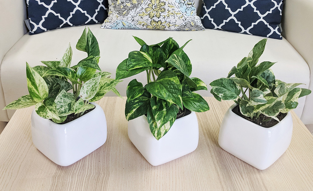 Easy House Plants The Home Depot