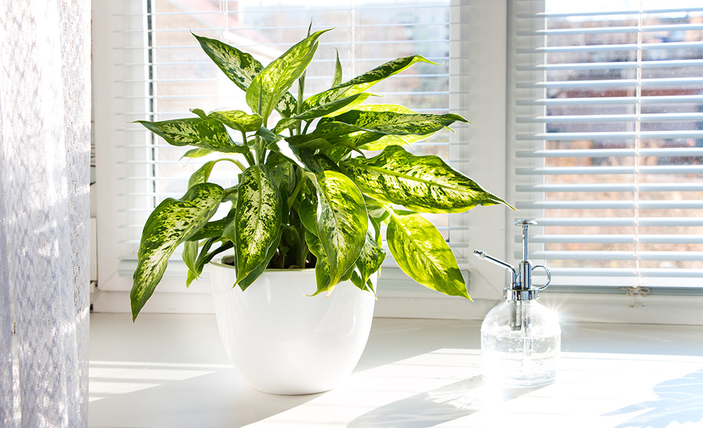 Green indoor plant in bright window Green indoor plant in bright window