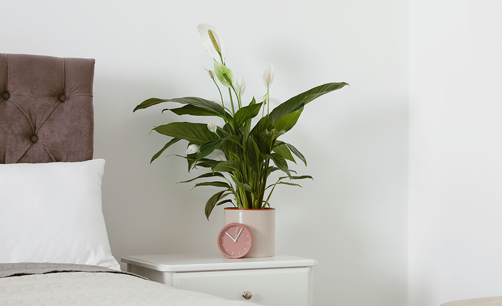 Peace lily plant on bedside table Peace lily plant on bedside table
