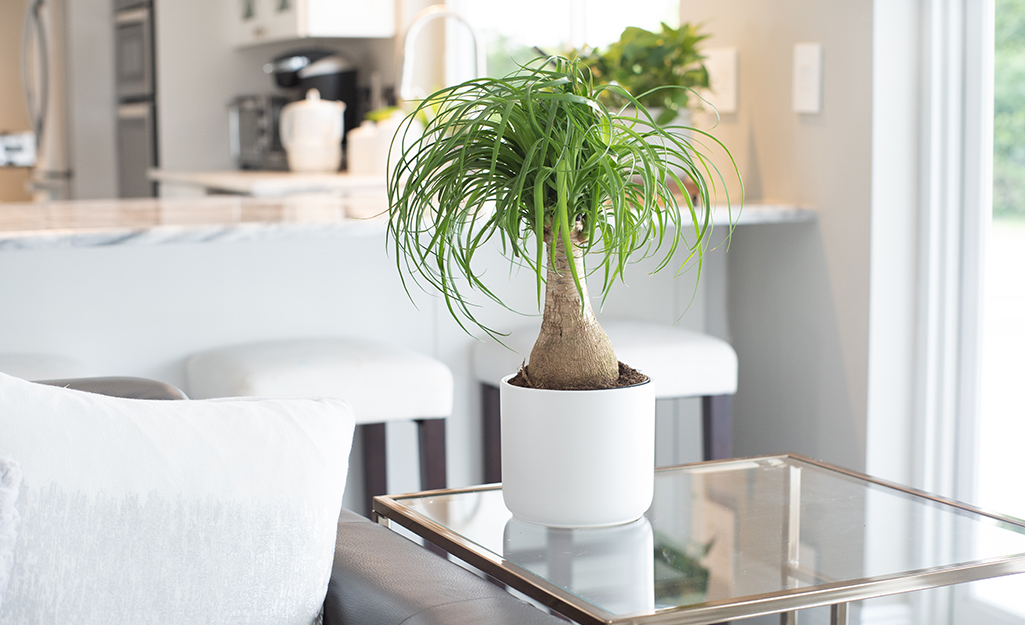 Ponytail palm plant on glass table Ponytail palm plant on glass table