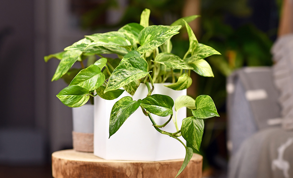 Green pothos plant in white planter Green pothos plant in white planter