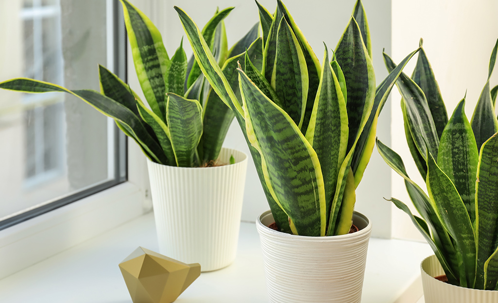 Sansevieia plant in a bright window Sansevieia plant in a bright window