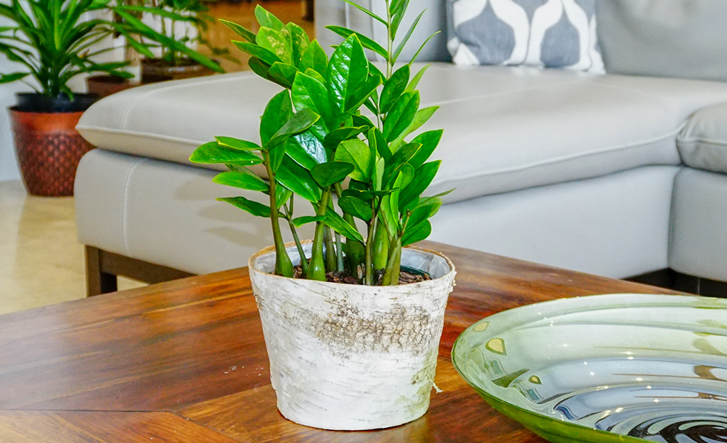Indoor plant in white container on table Indoor plant in white container on table