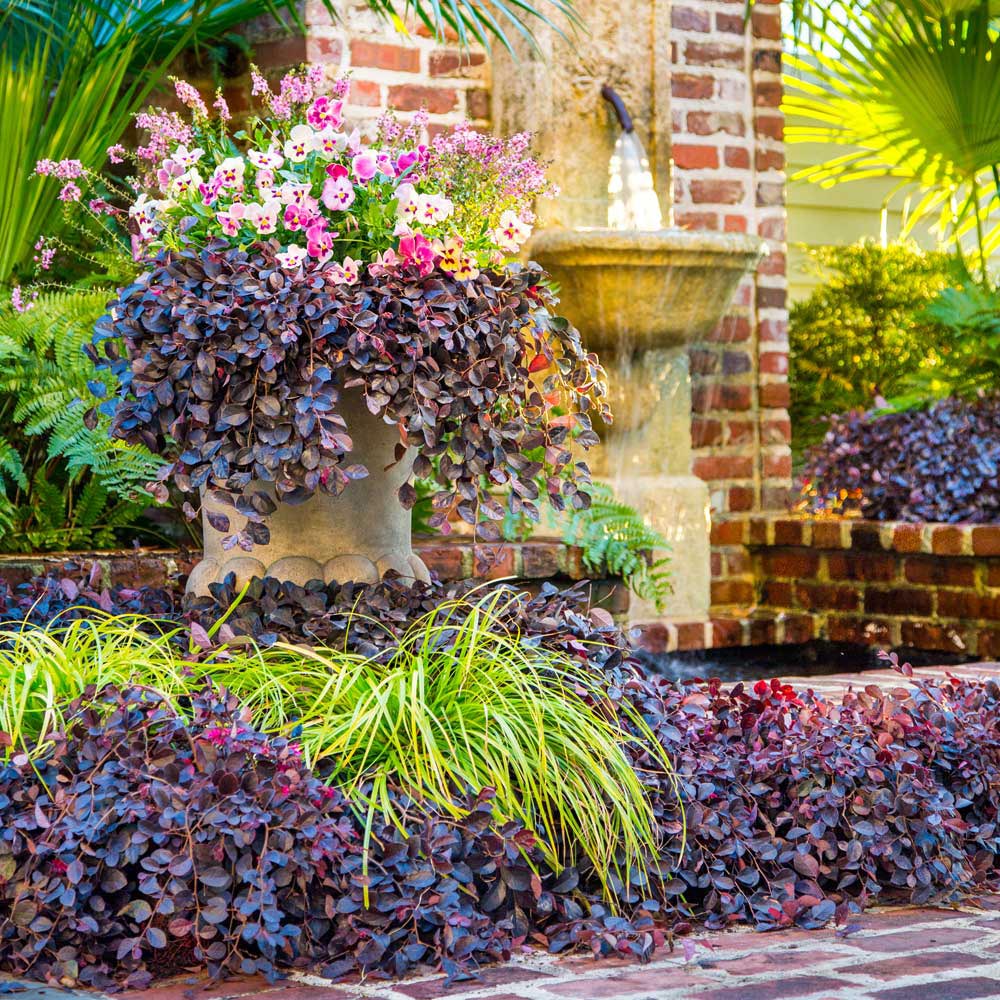 20+ Trees, Shrubs & Perennials For A Spectacular Winter Garden