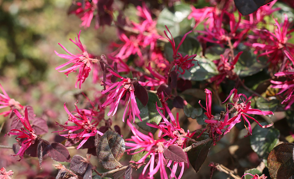 An image of pink flowers.