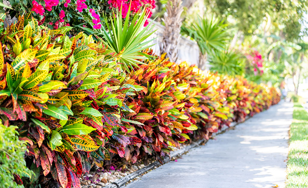 An image of colorful shrubs.