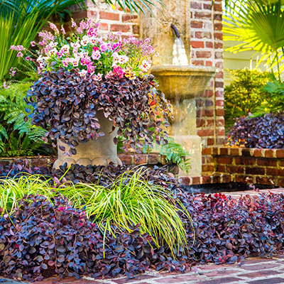 Enjoy These Blooming Shrubs for Year-Round Interest