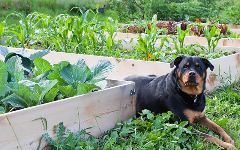 What to Grow in a Raised Garden Bed What to Grow in a Raised Garden Bed