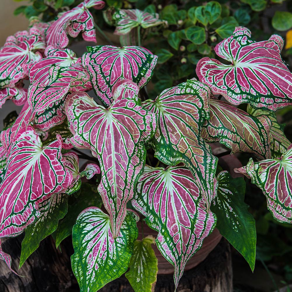 How To Grow And Care For Caladiums The Home Depot