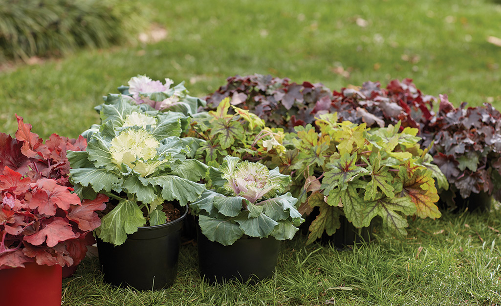A selection of fall greens in pots are ready to be transferred to a container garden.