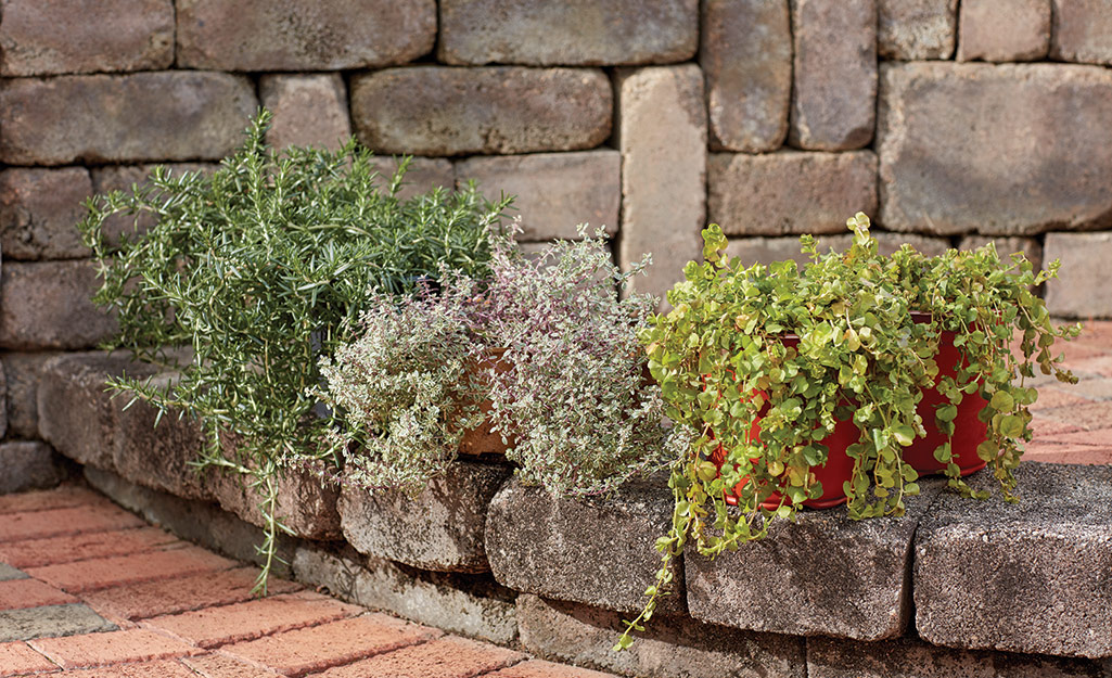 Plants with growth spilling over their containers sit on a low stone wall.
