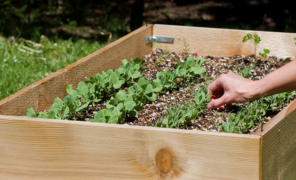 https://contentgrid.homedepot-static.com/hdus/en_US/DTCCOMNEW/Articles/fall-edible-gardening-101-2023-step-1.jpg