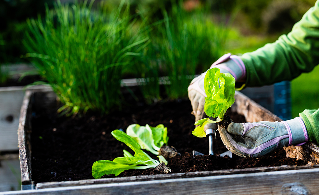 Plant These Vegetables in Your Fall Garden - The Home Depot