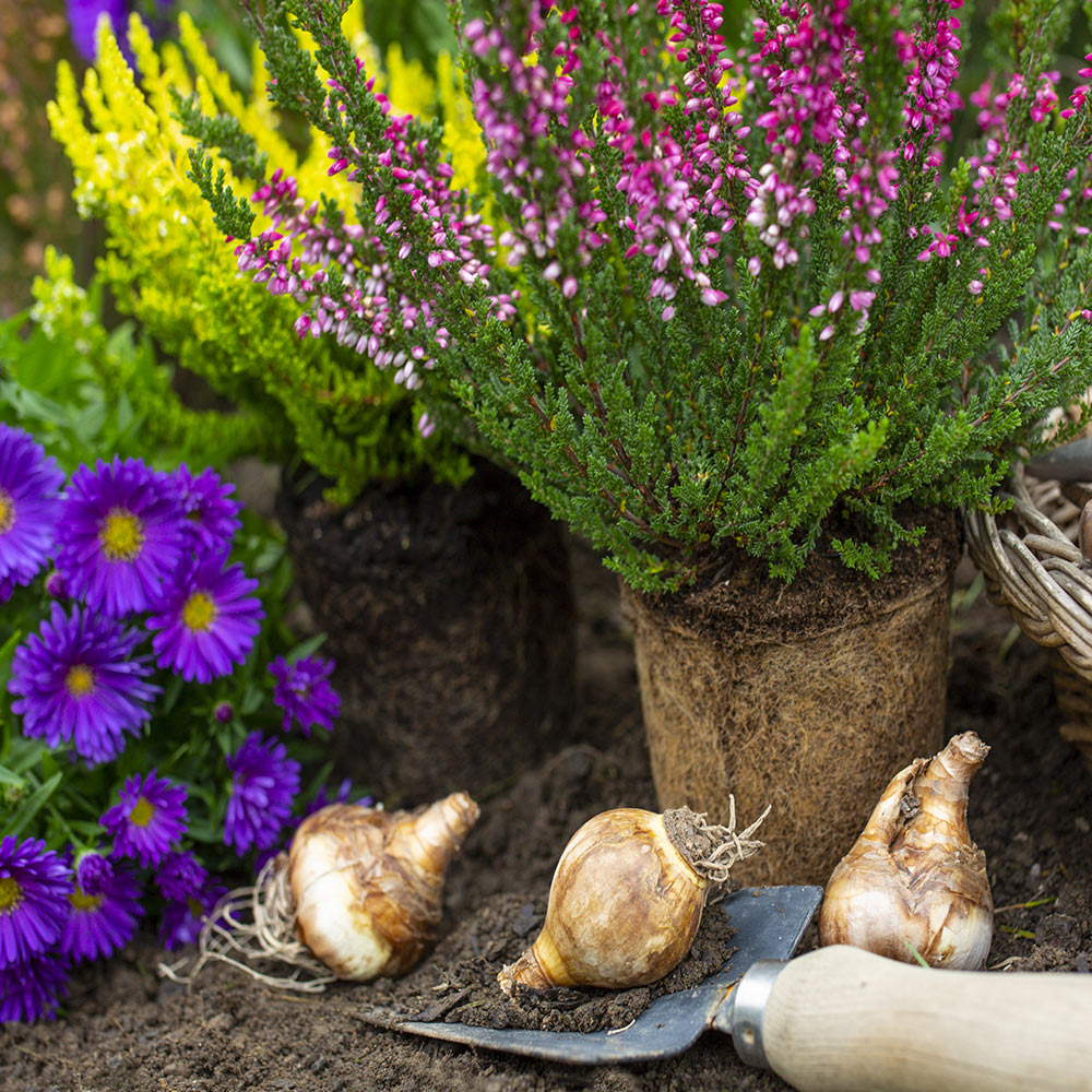 Flower bulbs surrounded by purple and pink blooms.