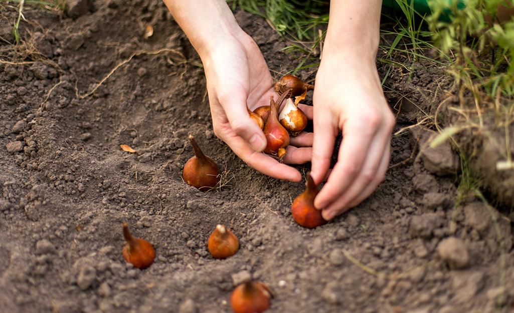 Gardener plants spring-flowering bulbs Gardener plants spring-flowering bulbs