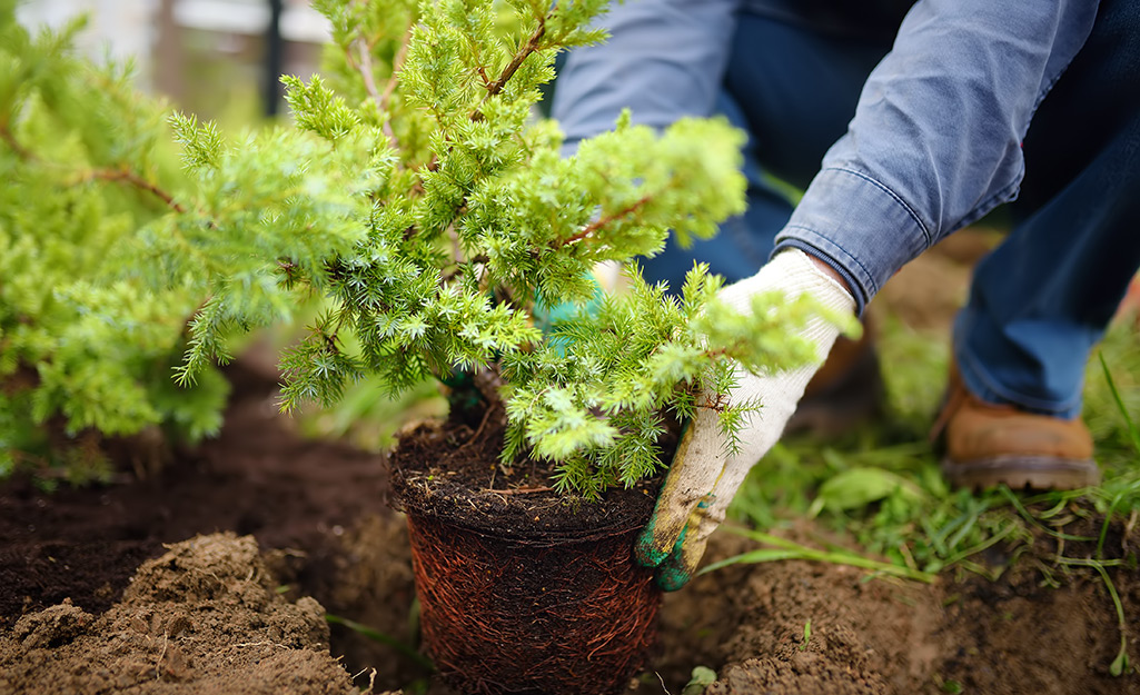 Gardener plants a shrub in soil.