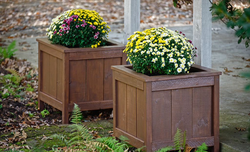 Yellow and purple mums in wood containers