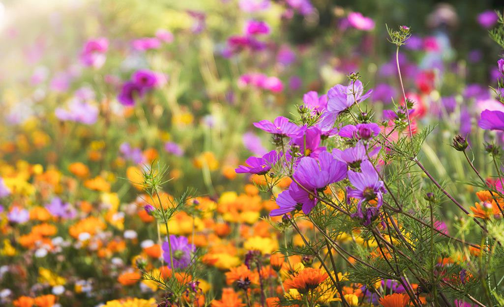 Colorful wildflowers in a meadow