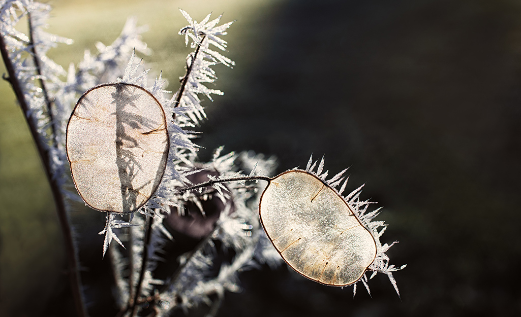 Seed pod freezing on stem