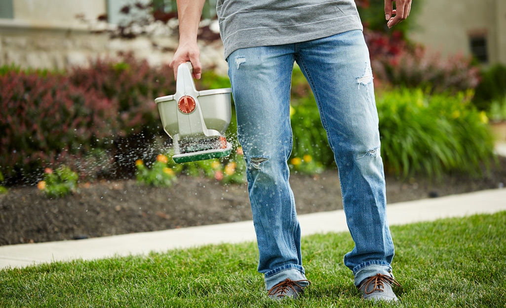 A man uses a handheld spreader to fertilize a yard.