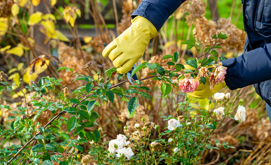 Plant These Vegetables in Your Fall Garden - The Home Depot