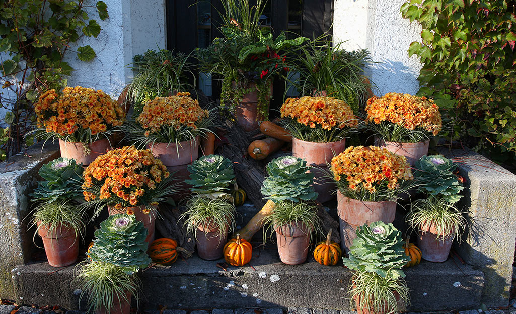 How to Plant Mums in Fall - The Home Depot