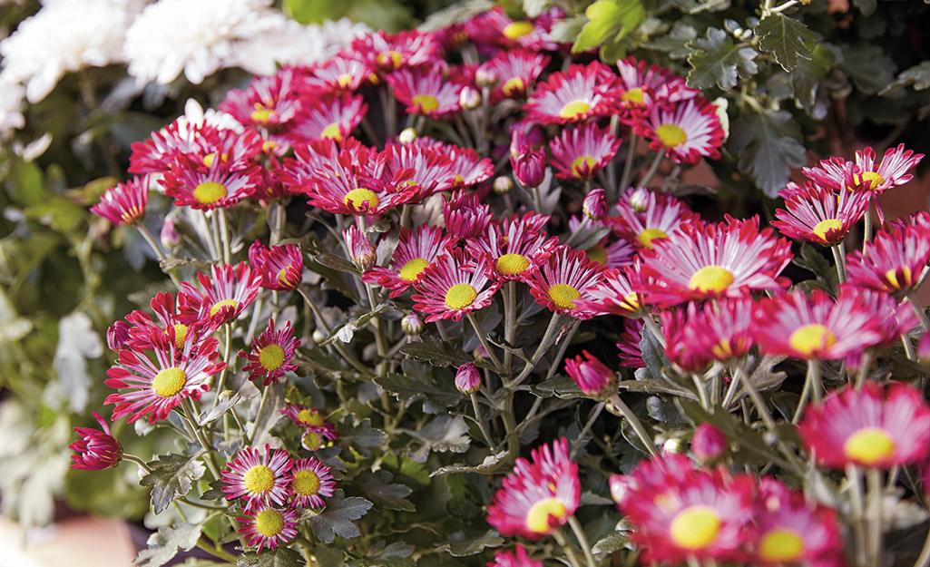 Pink asters in the garden