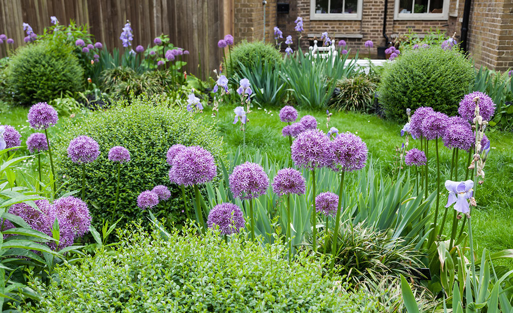 Alliums in a flower bed