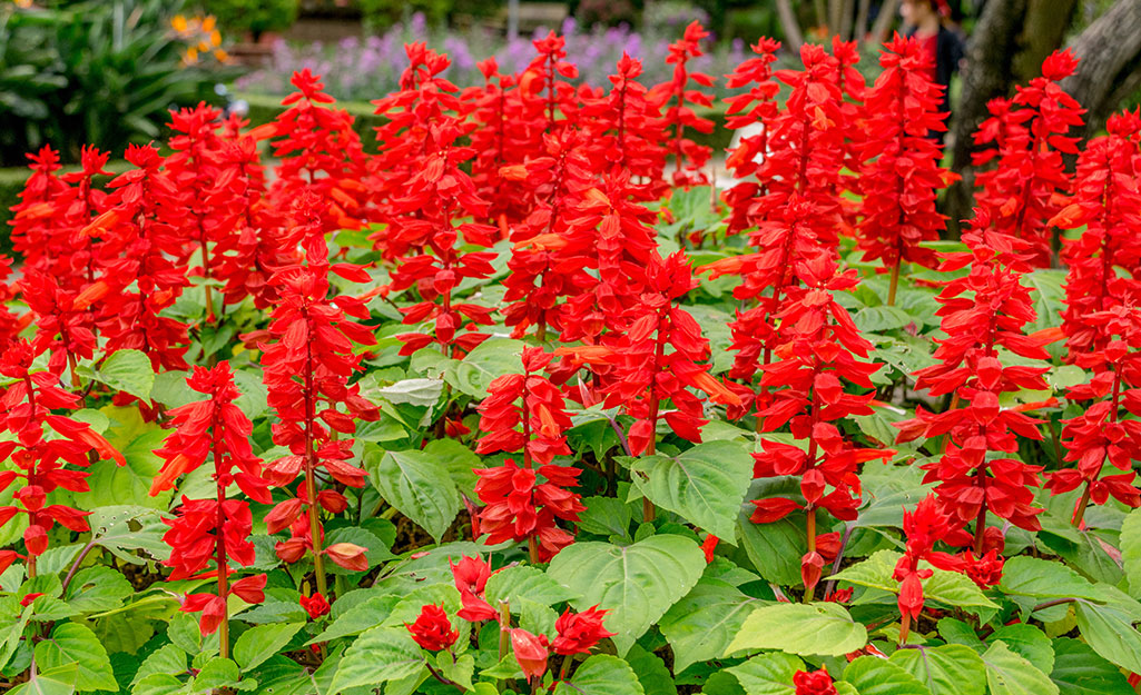 Red salvia in the garden