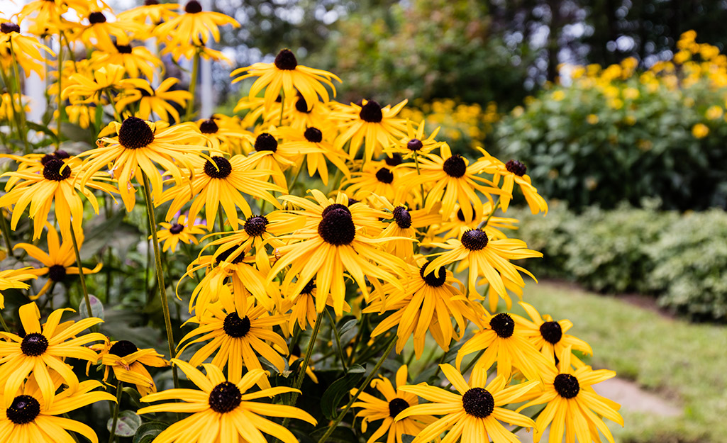 Black-eyed Susans in a flower border