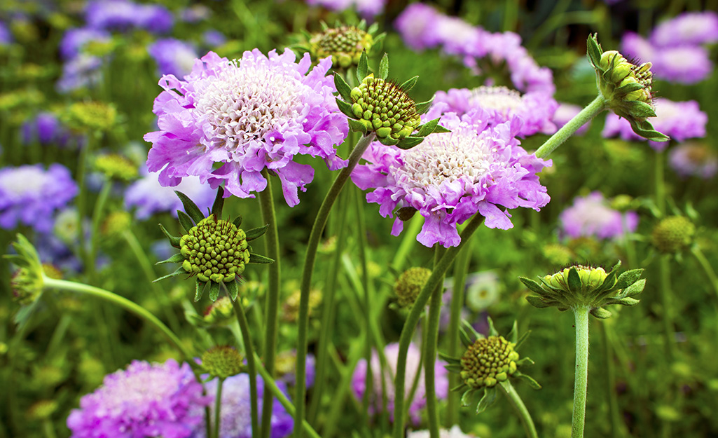 Purple scabiosa flowers