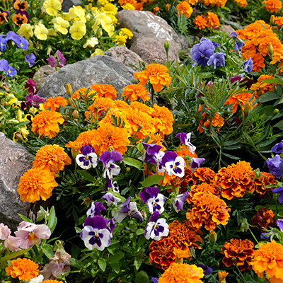 early autumn flowers