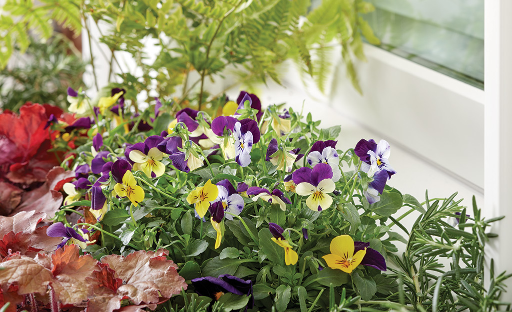 Purple and yellow violas bloom in a window box.