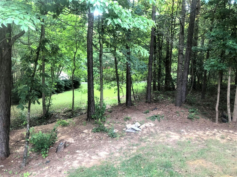 A shot of an empty backyard and trees