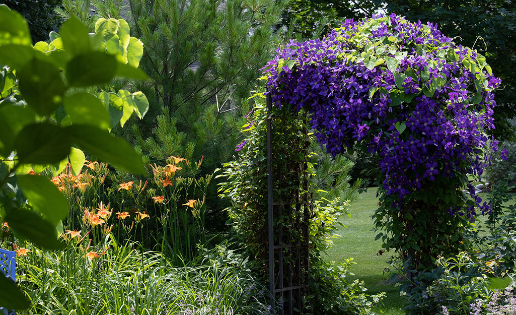 Flowering vines cover a pergola next to orange day lilies.